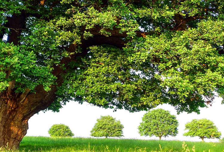 green trees in London field