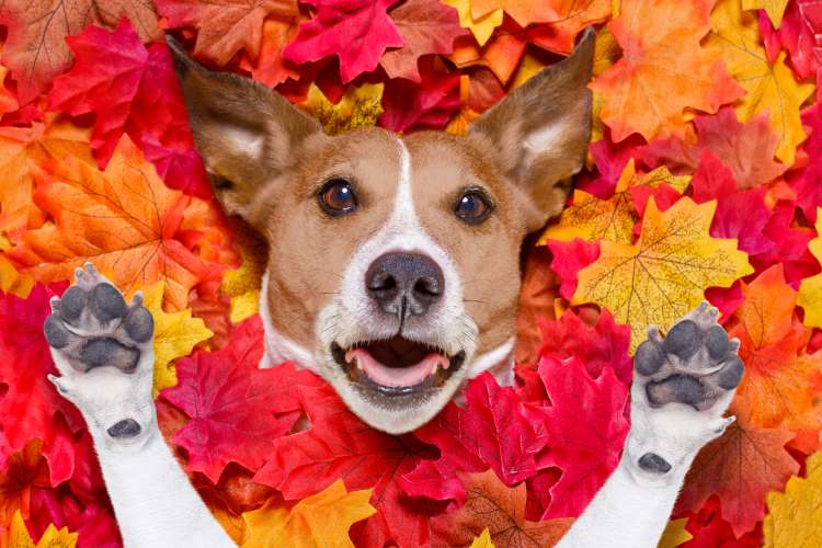 autumn dad jokes surpised dog leaves 1