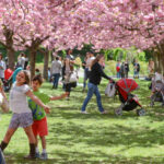 The Brooklyn Botanical Garden is one the best kids' spring activities in NYC.