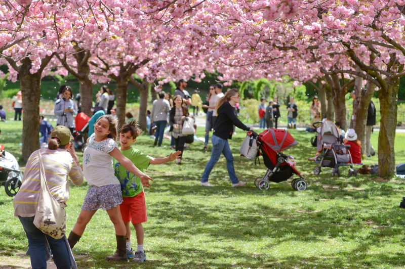 The Brooklyn Botanical Garden is one the best kids' spring activities in NYC.