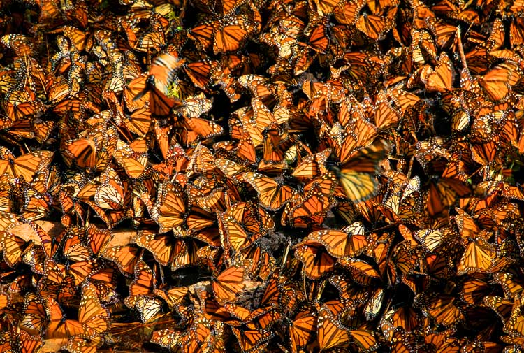 butterflies