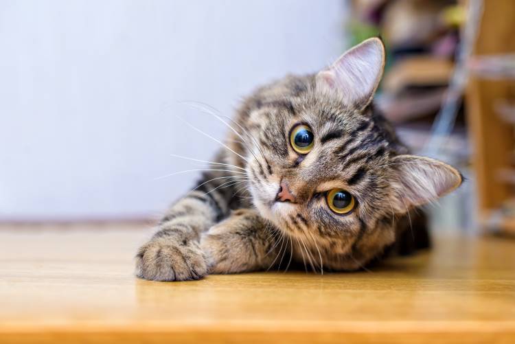 cat lying on floor 1