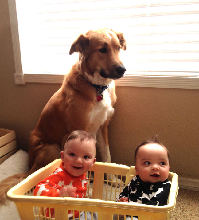 dog-twins-laundry-basket