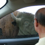 eye-to-eye-with-bison