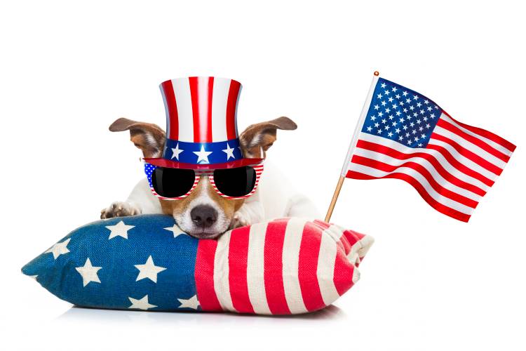 fourth of july dad jokes dog patriotic flag