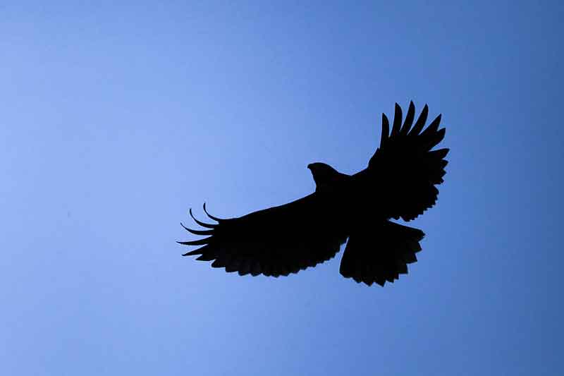silhouette of hawk flying