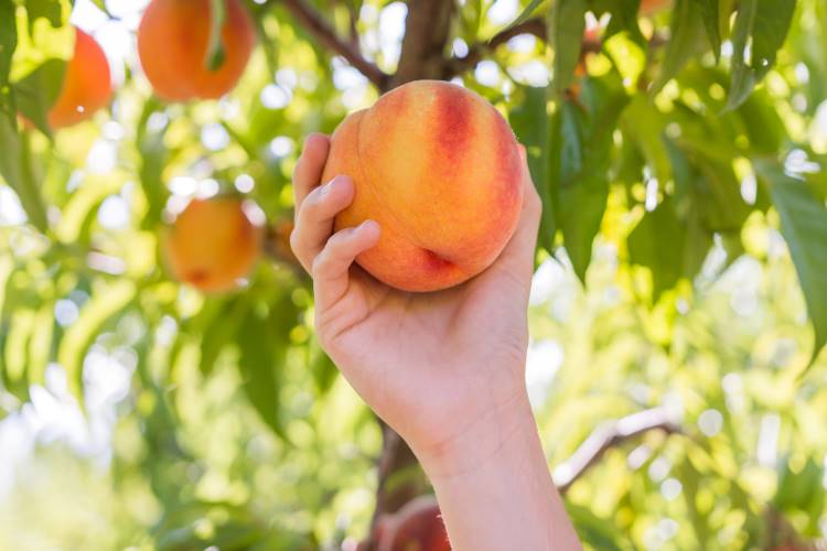 peach picking orchard 1