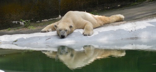 polar bear at bronx zoo