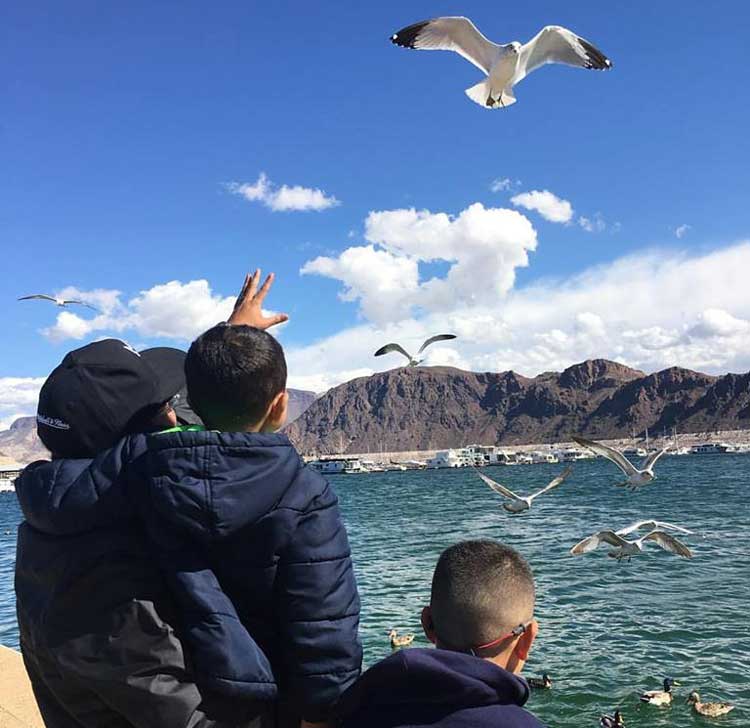 seagulls beach james lopez presence
