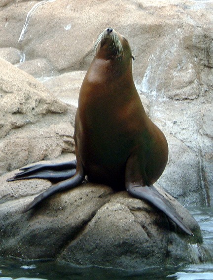 seal at bronx zoo