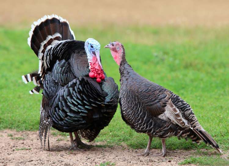 thanksgiving dad jokes turkeys 1
